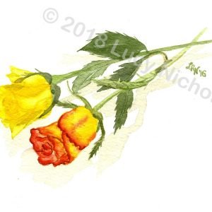 Roses