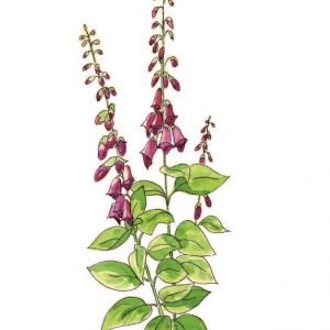 Serene Foxglove