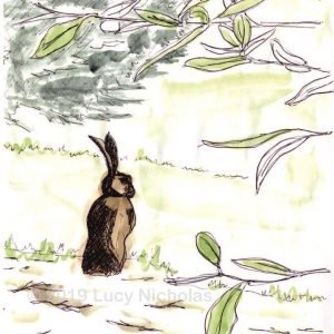 Hare At Bowood