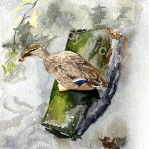 Resting Mallard