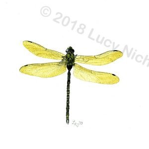 Dragonfly