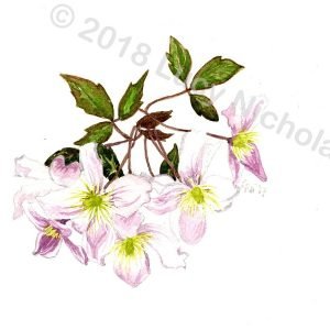 Clematis - Montana