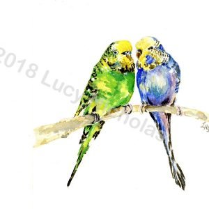 Budgies