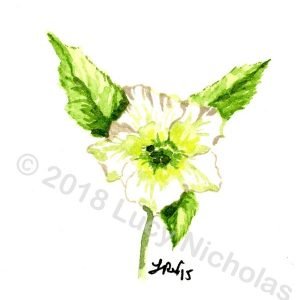 Christmas Rose