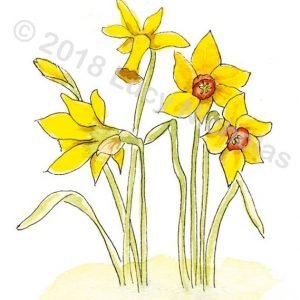 Daffodils