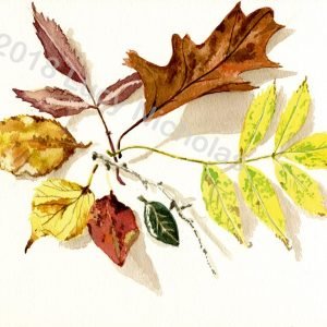 Autumn Leaves