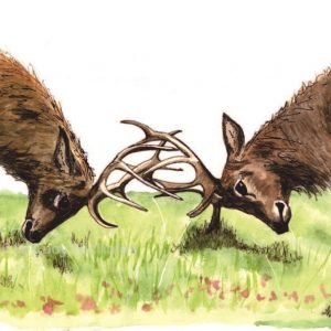 Tom's Stags