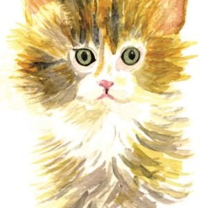 Kitten