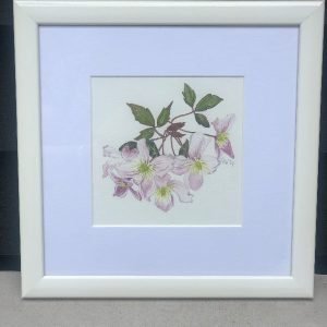 Clematis - Montanta - Original Art