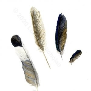 Natural Feathers
