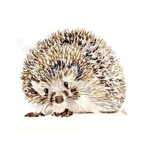 Hedge Pig