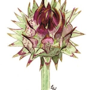 Artichoke