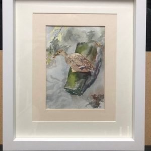 Resting Mallard - Original Art