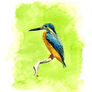 Kingfisher