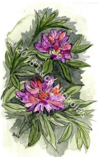 Rhododendrons (in the New Forest)