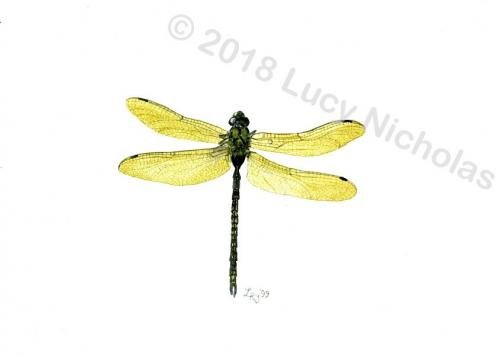 Dragonfly