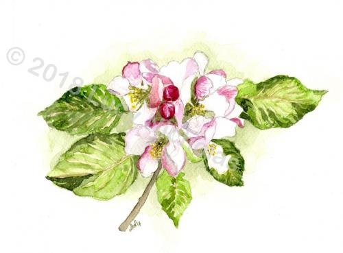 Apple Blossom