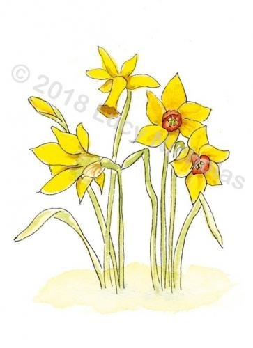 Daffodils
