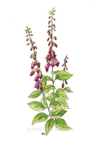 Serene Foxglove