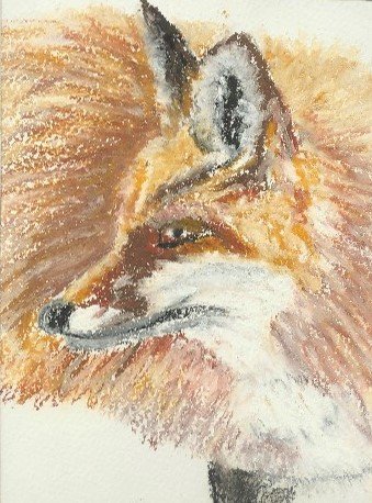 Thoughtful Fox