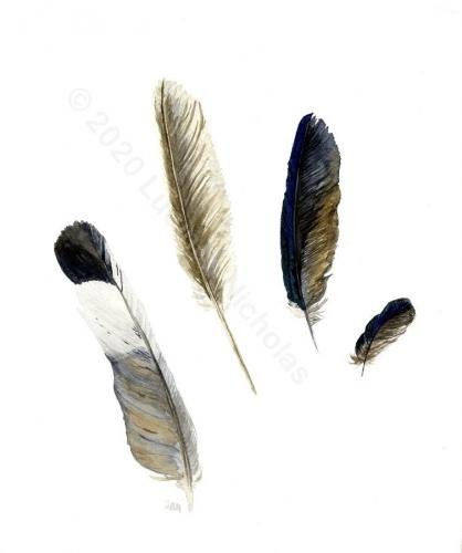 Natural Feathers