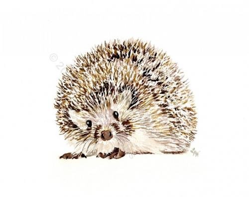 Hedge Pig