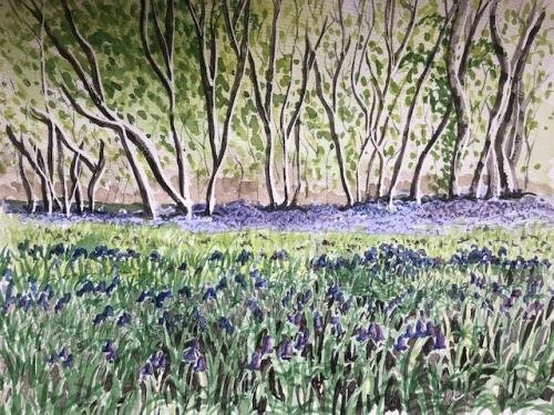 Bluebell Wood