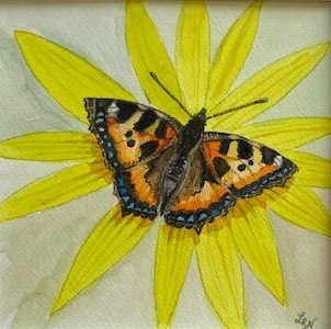 Small Tortoiseshell Butterfly