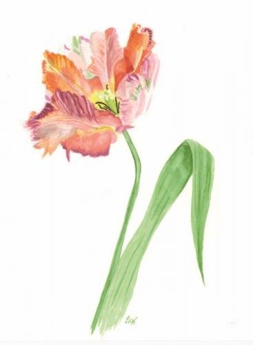 Parrot Tulip